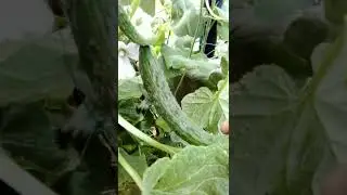 Чтобы огурцов собирать вёдрами надо поливать утром и вечером.
