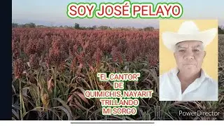 ¡¡ SÓLO PARA LOS GASTOS SAQUÉ !! TRILLE MI SORGO EL PRECIO NO NOS AYUDÓ PARA NADA