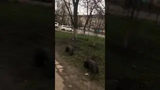 Валерка. Матвей в реанимации (2018)