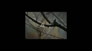 Morning Birdsong