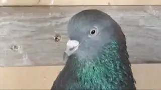 PEREGRINE FALCON ATTACK MY PIGEONS LIVE TURKISH TUMBLER KABOOTAR TAUBEN পায়রা PALOMAS कबूतर الحمام