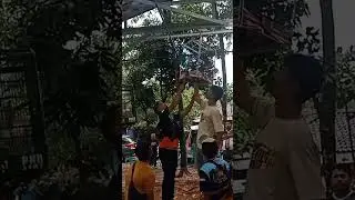 Cucak Hijau Mahal lepas di Acara Exclusive Kopdar Sap SF berhasil di tangkap lagi ❗❗