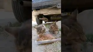 Sweet kitties eat their meal. #kittens #straykittens