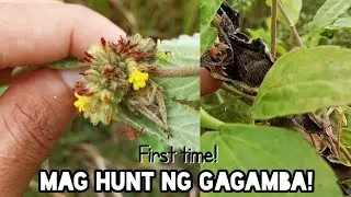 Gagamba Day Hunting Episode 1. "Tigre at Itim"