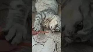 #котики КОГДА ВО РТУ КОЛБАСКА-НЕ ПОДХОДИТЕ БЛИЗКО, Я ТИГР, А НЕ КИСКА😁