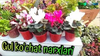 Yangi To'rtko'l | To'rtko'l gul ko'chat narxlari #yangiturtkul