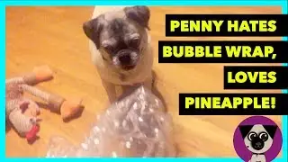 Penny hates bubble wrap, loves pineapple!