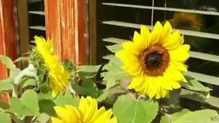 The Bee and the Sun and the Sunflower