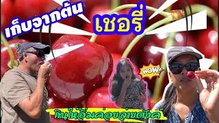 สภาพห้องพักออสเตรเลียคืน 3000 บาท | เก็บเชอรี่สดๆจากสวน กินไปเก็บไป กินเยอะกว่าเก็บ เก็บจนอิ่ม