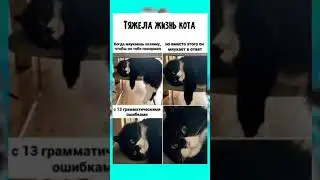 Тяжëлая жизнь кота 