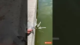 Foi fazer uma boa ação! e o final 😢