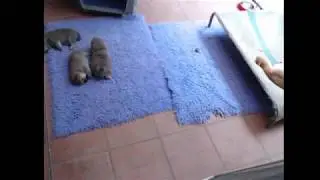 Kortmar Shiba Inu Live Stream - Emmy Bubbas