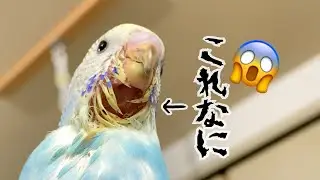 インコのアゴ裏に謎の物体が動いてる！😱