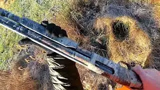 Farm Pheasant Hunting Nov 2023