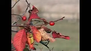 Білі Ослави 2012 р  замальовка