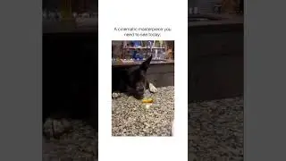 a cinematic masterpiece 🐶#today #shorts #memes #trending #status