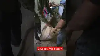 soybean season #farm #farming #soybean