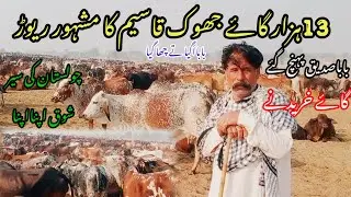 13,000 cows from Cholistan Jhok Qasim's herd have reached Baba Siddique to buy cows. You too can ...