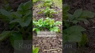 вкусные овощи для вкусных блюд #огород #салат #урожай