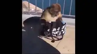 Monkey Wasn't Playing Any Games When He Stole This Woman's Bag! | WorldStar Videos