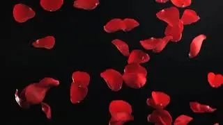 футаж лепестки роз медленно падают в низ.
