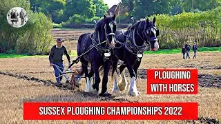Ploughing with horses at the Sussex Ploughing Championships - 