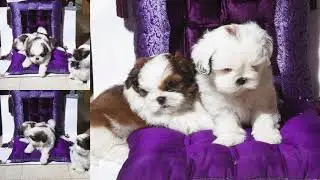 Adopt, |Charity - Adopt, Don't Shop | Adopt Instead #9916672339