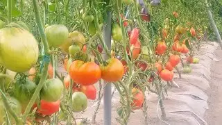 Томаты в открытом грунте сезон 2021. Огород на плёнке.