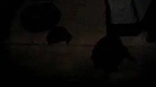 Raccoon Family living in my backyard