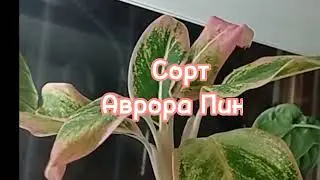 Модные красотки Аглаонемы