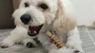 Dental Chew | Toy Poodle | Munching | ASMR