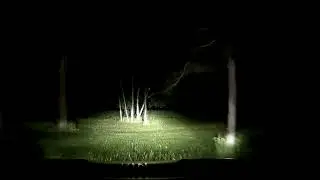 Bear in driveway