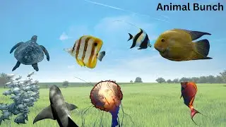 Cute Ocean fish Animals - Animals & Sounds - Animal Bunch