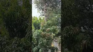 MONKEY ON PIPAL TREE || IN THE SEARCH OF FOOD || TAIT EXAM UPDATES