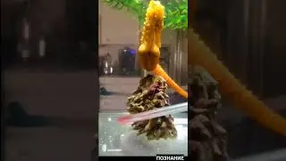 У них самцы вынашивают потомство! Морские Коньки. 