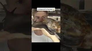 "Giant Backyard Bugs Unveiled! 🐜🌿 Exploring JUMBO INSECTS Beyond Your IMAGINATION!"#facts #shorts