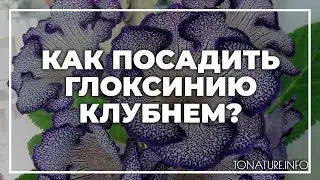 Как посадить глоксинию клубнем? | toNature.Info