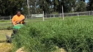 Overgrown Animal Hospital Holding Yard Cut So Animal’s Can Recover Safely #yardwork #overgrown