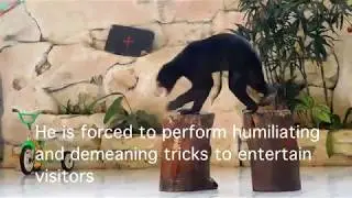 This skinny bear is so hungry, he will do anything for food