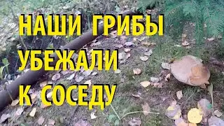 КАК ВЫРАСТИТЬ ГРИБЫ НА ДАЧЕ ДЕЛАЕМ МИЦЕЛИЙ ПОДБЕРЁЗОВИКОВ ШАМПИНЬОНОВ САЖАЕМ ГРИБЫ НА СВОЁМ УЧАСТКЕ