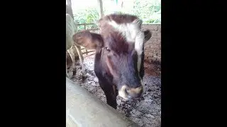 Pakan Rumput segar