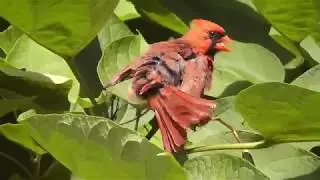 Cardinal Bird Sunning 😄 + ♪