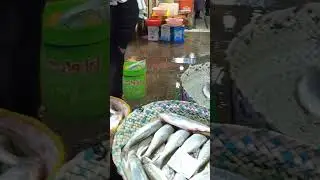بازار ماهی فروشان رشت 