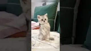Осторожно! слишком мило😄💛