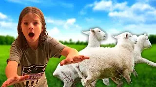 City Girls Encounter Sheep At Brookhaven Mill Farm