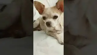 моя собака по кличке Лялька 4 часть