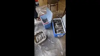 Счастливый обладатель мушек.Мушки на заказ.