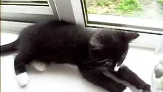 CATS