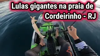 Muitas lulas na praia de Cordeirinho
