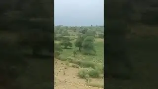Diplo Tharparker..☘️🌧️🌱🍃🌳🍀⛈️🌧️⛈️⛈️💗💗 #sindh #sindhi